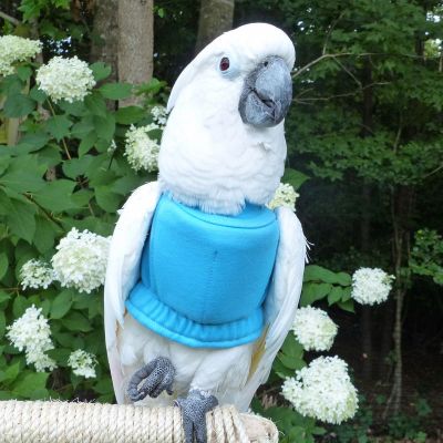 Back Closure Feather Protector