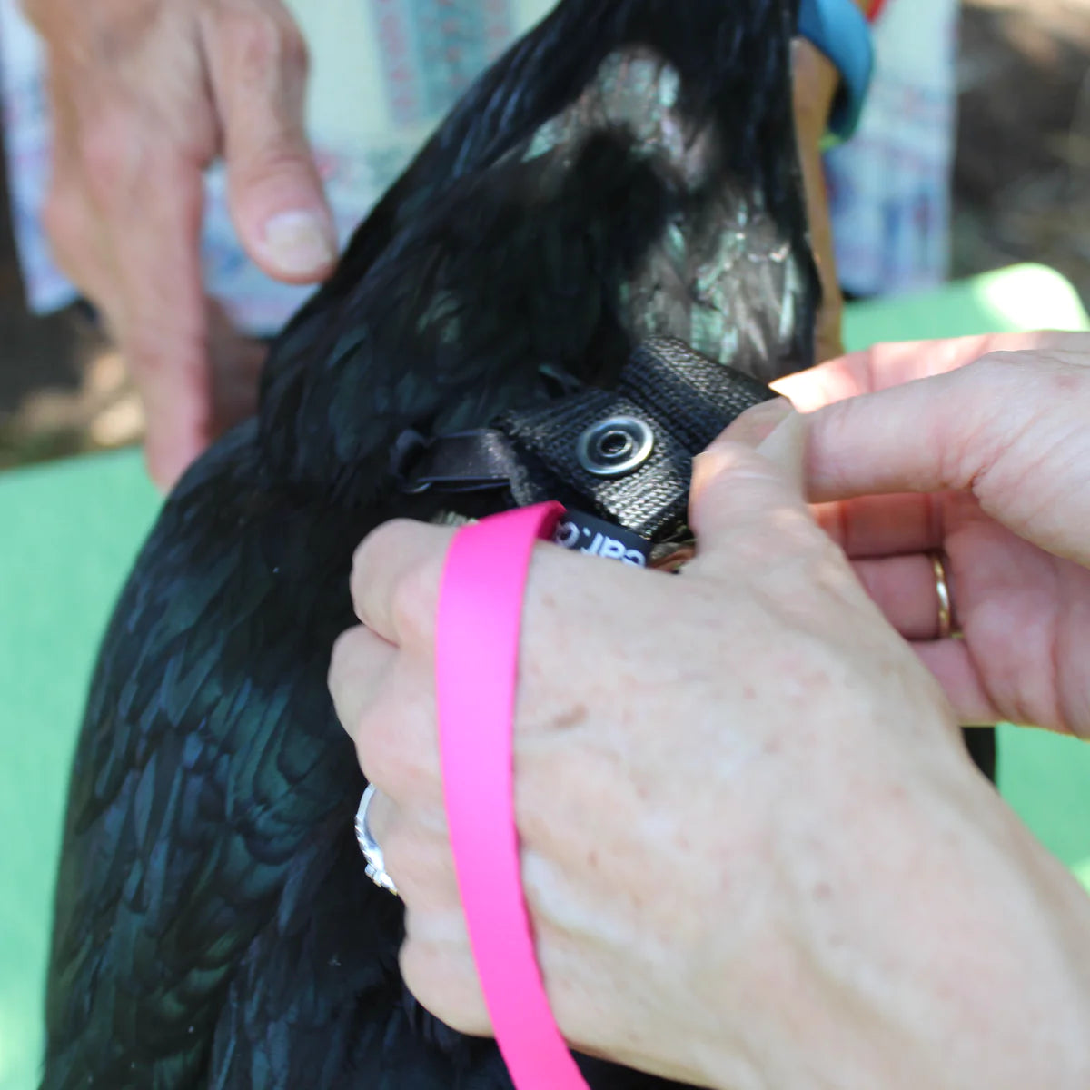 Flocksuit Leash Adapter and Optional Leash